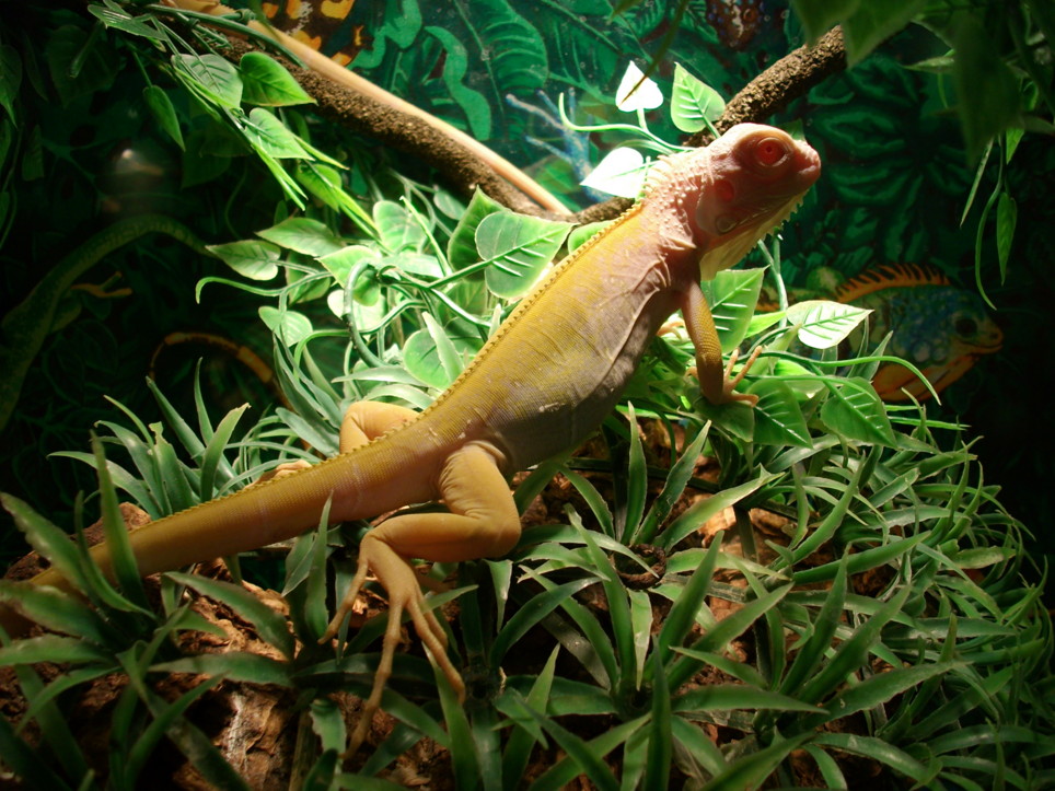 Hatchling Iguana Diet Feed